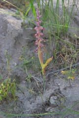 Lachenalia mutabilis