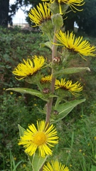 Inula racemosa