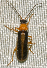 Rhagonycha mollis