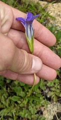 Gentianopsis holopetala