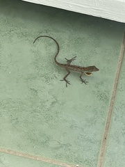 Anolis lineatus