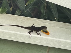 Anolis lineatus