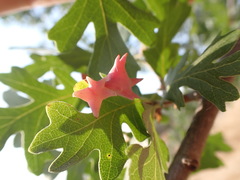 Cynips douglasii