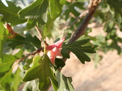 Cynips douglasii