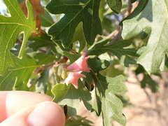 Cynips douglasii