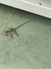 Anolis lineatus