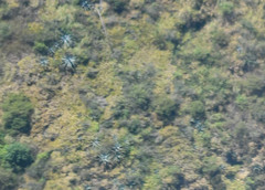 Agave cordillerensis