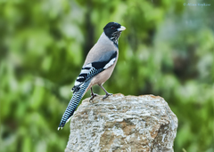 Garrulus lanceolatus