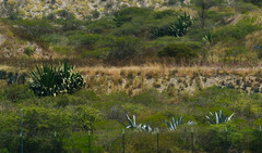 Agave cordillerensis