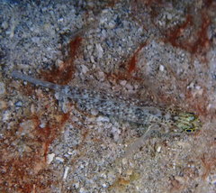 Coryphopterus dicrus