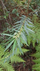 Logania albiflora