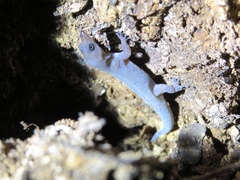 Sphaerodactylus alphus