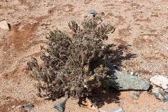 Codon royenii