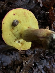 Boletus roodyi