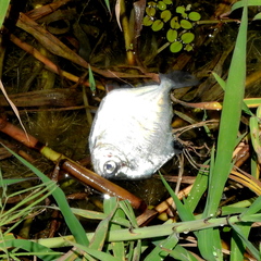Spotted Metynnis photo 2