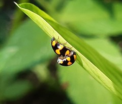 Brachiacantha decora
