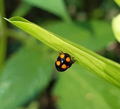 Brachiacantha decora