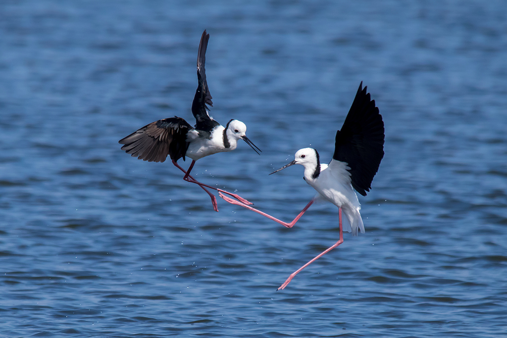 Pied Stilt (Himantopus leucocephalus) photo