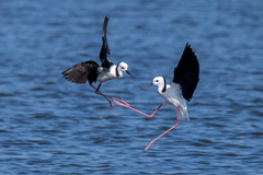 Pied Stilt
