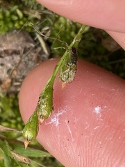Drosera intermedia