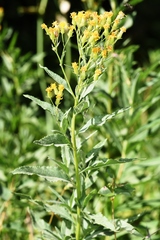 Senecio serra