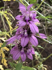 Monarda humilis