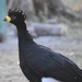 Bare-faced Curassow - Photo (c) Maca vazquez, some rights reserved (CC BY-NC), uploaded by Maca vazquez