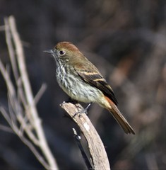 Knipolegus striaticeps
