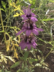 Monarda humilis
