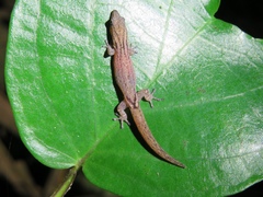 Sphaerodactylus guanajae