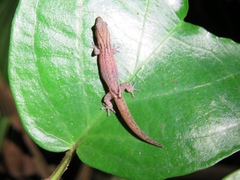 Sphaerodactylus guanajae