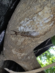 Corydalus bidenticulatus