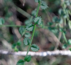 Gonocarpus teucrioides