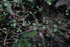 Gonocarpus teucrioides
