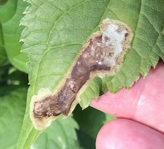 Calycomyza eupatoriphaga