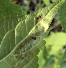 Calycomyza eupatoriphaga