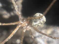 Psilochorus rockefelleri