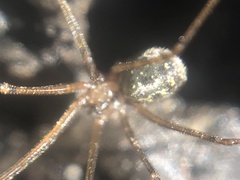 Psilochorus rockefelleri