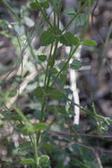Gonocarpus teucrioides