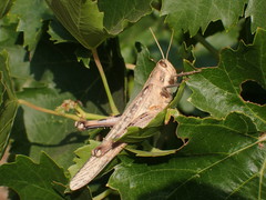 Schistocerca nitens