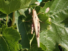 Schistocerca nitens