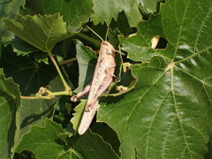 Schistocerca nitens