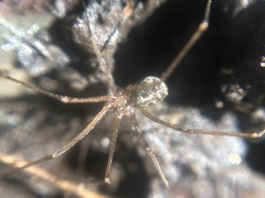 Psilochorus rockefelleri