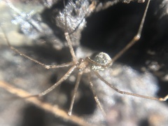 Psilochorus rockefelleri