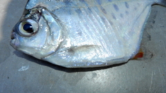 Spotted Metynnis photo 3