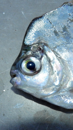 Spotted metynnis (Metynnis maculatus) — Serrasalmidae — 5