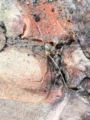 Psilochorus rockefelleri