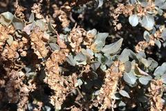 Atriplex nummularia nummularia