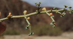 Tetraena retrofracta
