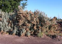 Atriplex nummularia nummularia